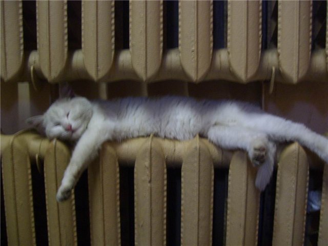 Прикольные коты на среду! ОЧЕНЬ МНОГО!