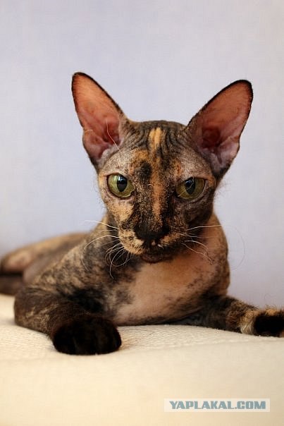 Котовторник?