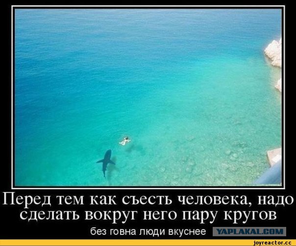 Косатки гоняются за катером