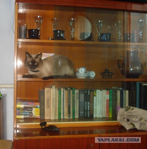 Котовторник. А как же?!