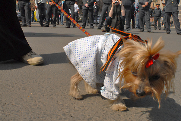 Патриотизм головного мозга