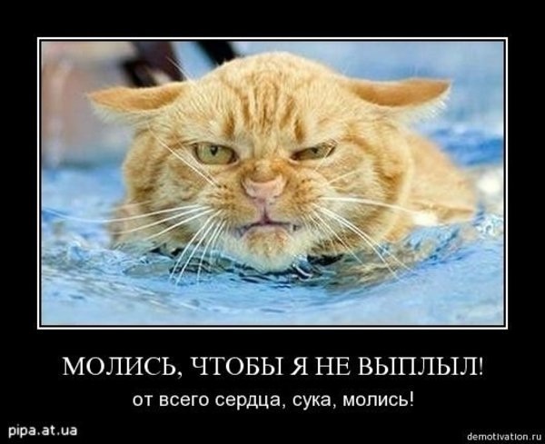 Котейка заново учится ходить беря уроки плавания