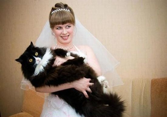 Котовторник: Кошки и ягнёнок