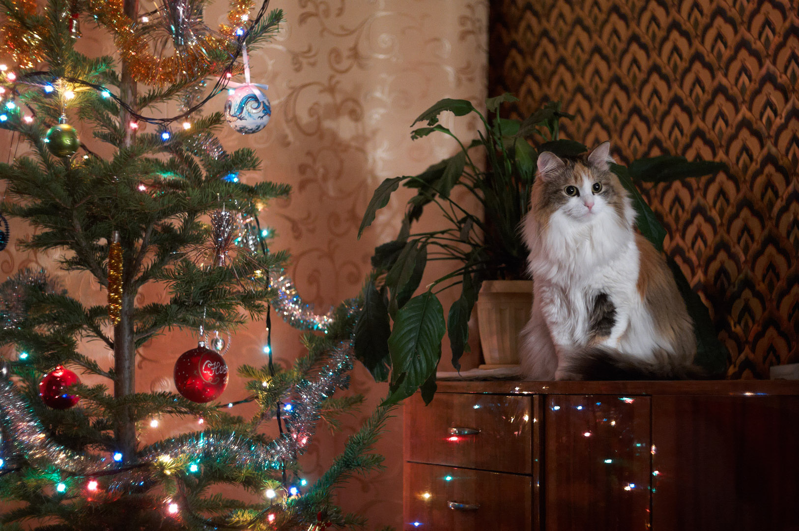 Сидит на елочке. Кот и елка. Кот и Новогодняя елка. Кот новый год. Кот под елкой.