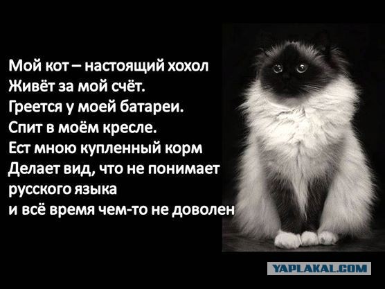 Этот взгляд
