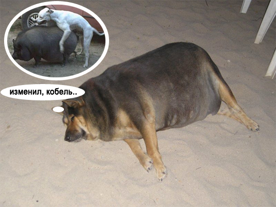 Фотожаба: О чем же думает собака?....