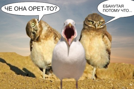 Чайка из Алькатраца