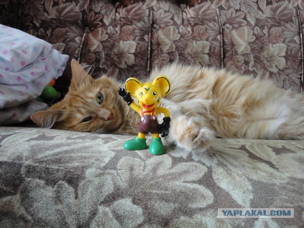 Котовторник 16.04.2013