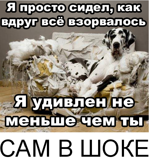 Хотите после этого собаку в дом?)