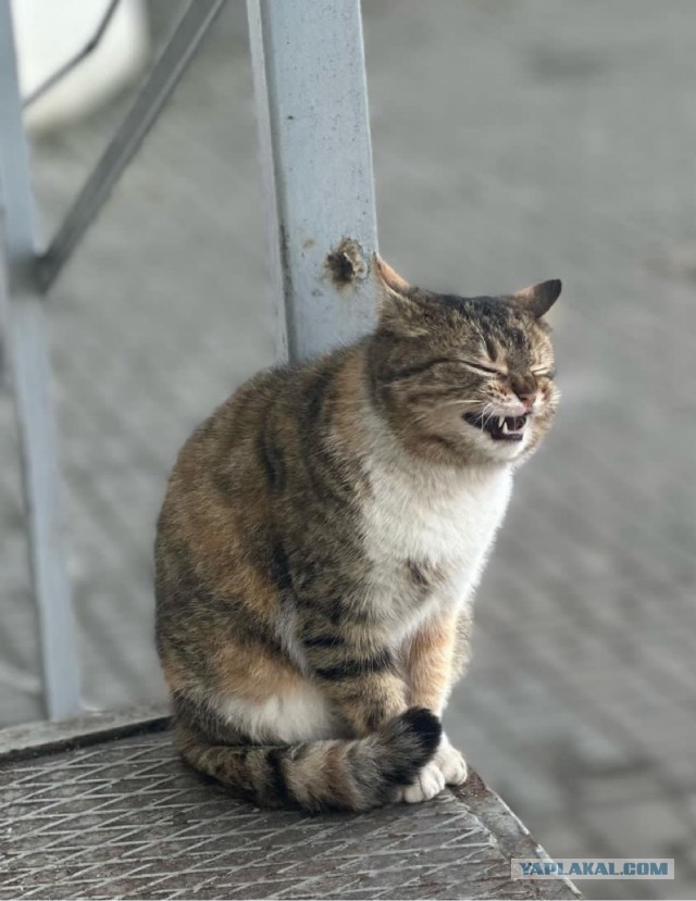У меня живёт кошка.
