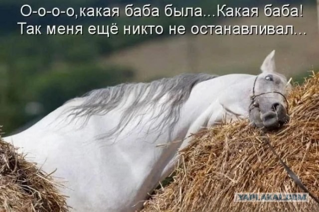 Баяны, очень баяны, но думаю улыбнёт