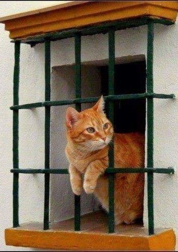 Заключённым могут разрешить заводить КОТИКОВ в тюрьмах