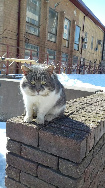 12 самых смешных котов в истории комического конкурса Comedy Pet Photography Awards