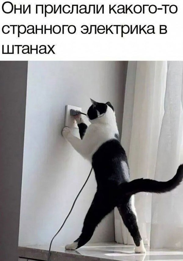 Объяснительная коту