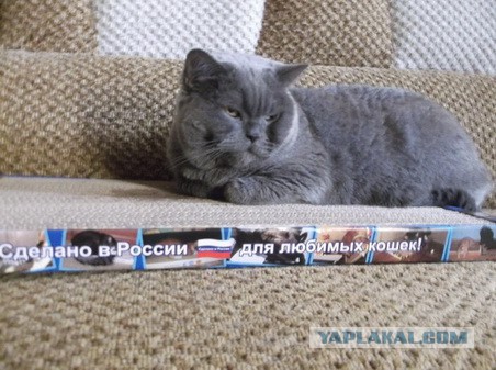 Котовторник 04.03.2014