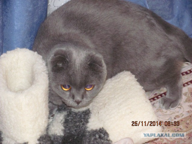 Котовторник 25.11.2014
