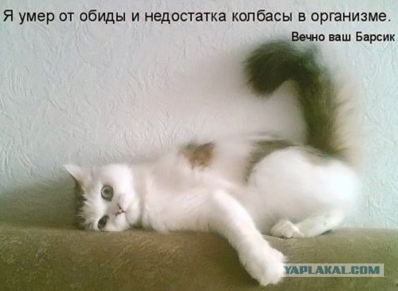 Весёлое из сети