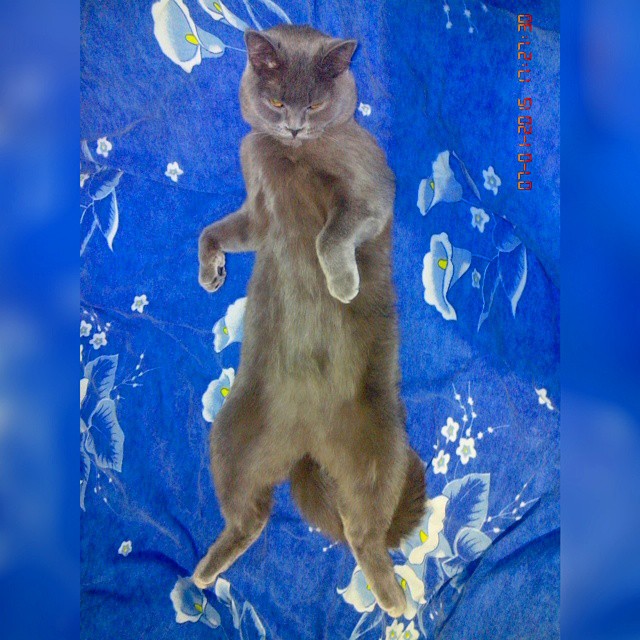 Котовторник 27.01.2015