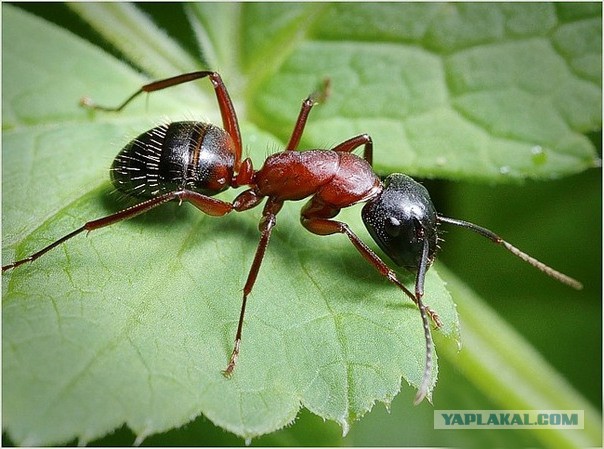Муха и муравьи - удивительная история