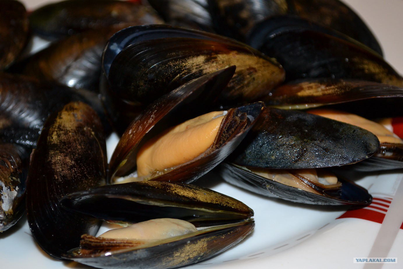 мидии горячего копчения. копченые мидии. мидии подкопченные. рапан копченый. мясо мидий.