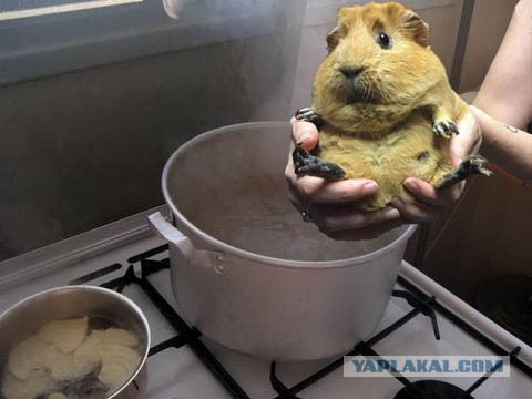Прикольные картинки из сети