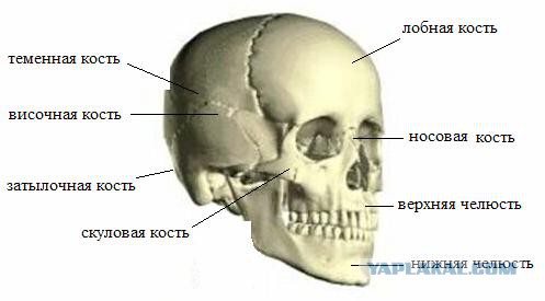 Муравьи разобрали ящерку на молекулы