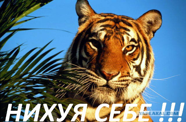 Нападение гопника