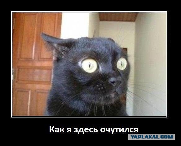 Некоторые факты о кошачьих рекордах