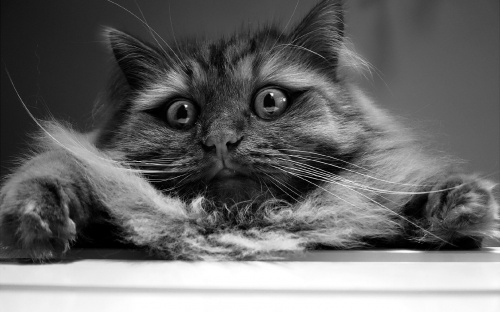 Котовторник