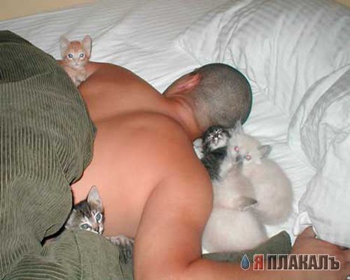 Коты, кошки, котята