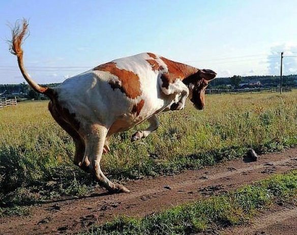 Подборка картинок ни о чём