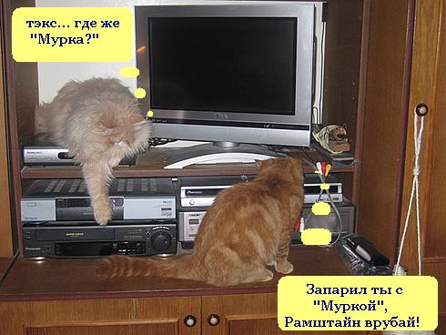 Котовторник!