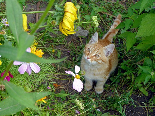 Интересные моменты из жизни  деревни