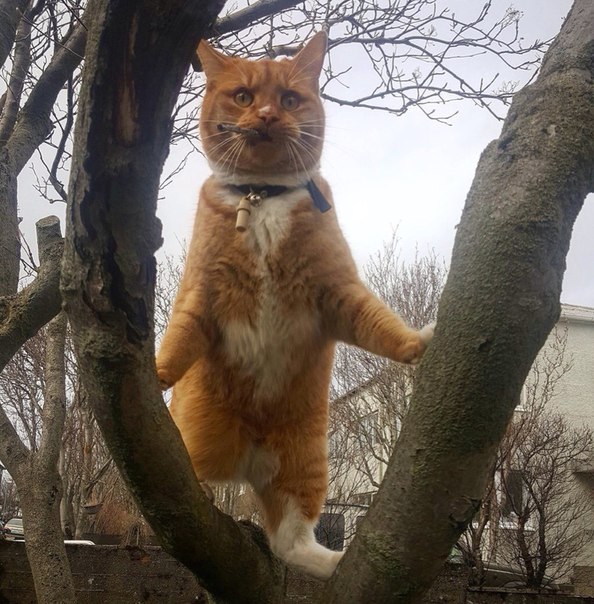 Мохнатые беспредельщики