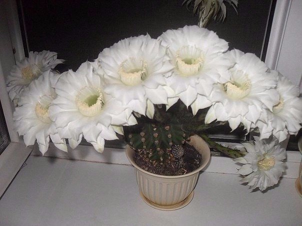 Картинки и приколы из сети