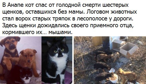 Коты из сети
