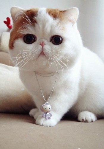 Коты из сети