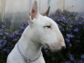 «Усыпи себя сам»