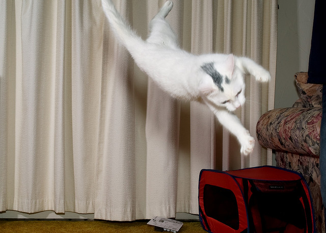 Коты и Кошки
