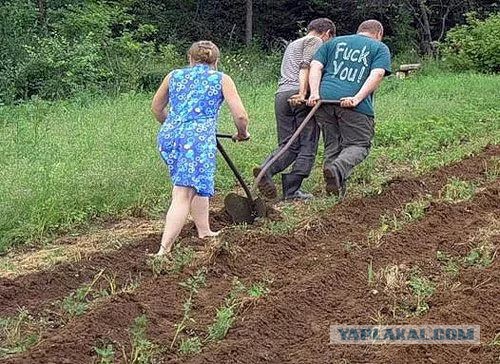 На дачу фигачу