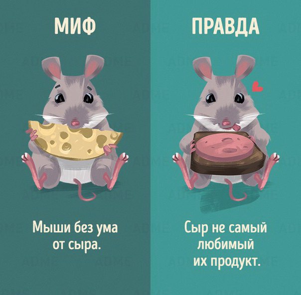 10 мифов о животных, в которые мы до сих пор верим