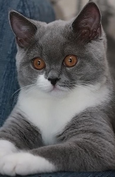 Котовторник 12.12.2017