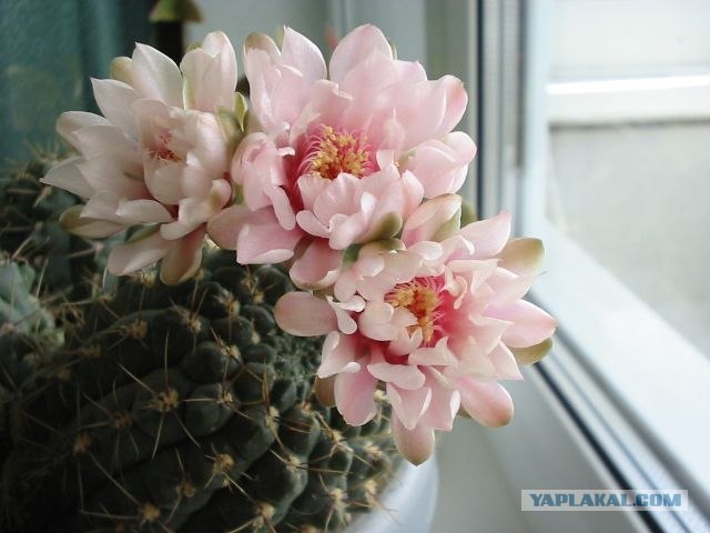 Кактус