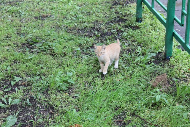 Коты и Кошки