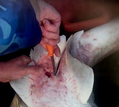 Сердобольный рыбак сделал кесарево мёртвой акуле и спас 100 её детёнышей