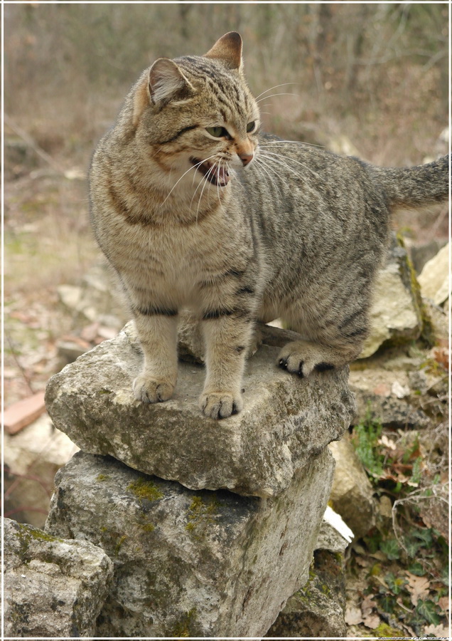 Крымские каникулы. Котовторник