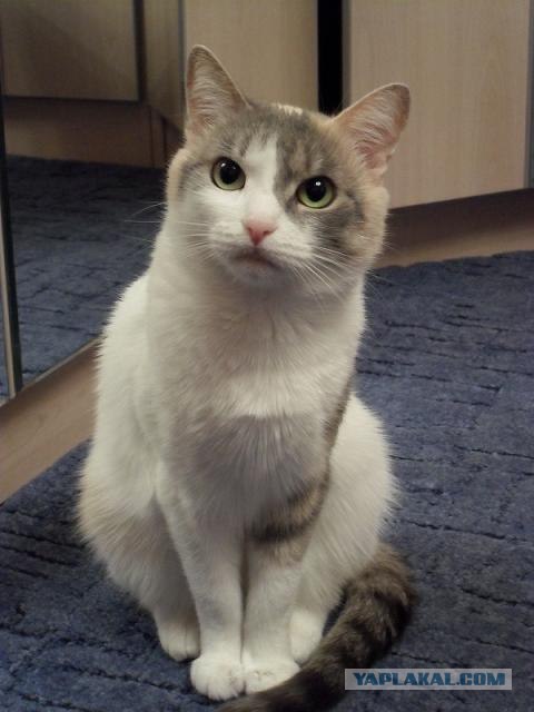 Котопятница