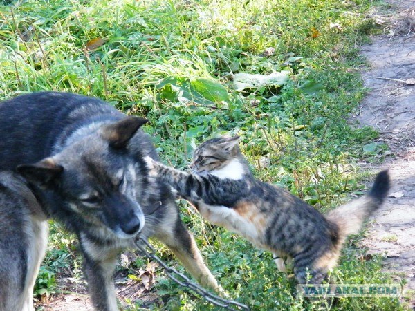 Котовторник, 19 октября