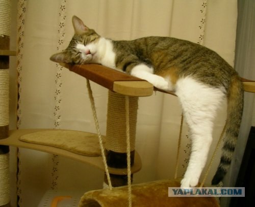 Котовторник. А как же?!