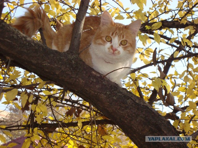 Котовторник с Максом